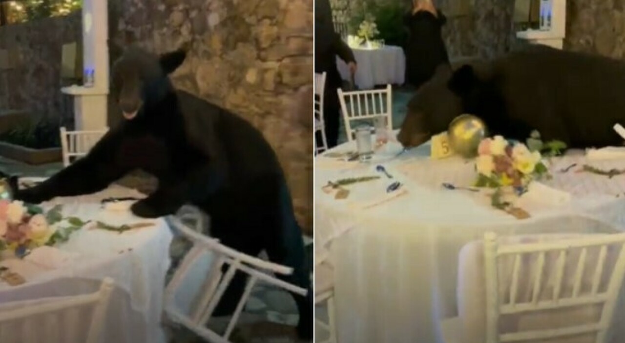 Orso Irrompe Al Matrimonio Invitati Rimangono Immobili E Filmano La Scena