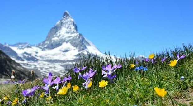 Svizzera, tour estivi a bordo di treni panoramici e passeggiate rilassanti Svizzera, tour estivi a bordo di treni panoramici e passeggiate rilassanti