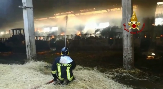 Castel di Lama, l'incendio devasta una stalla: i pompieri salvano 200 mucche