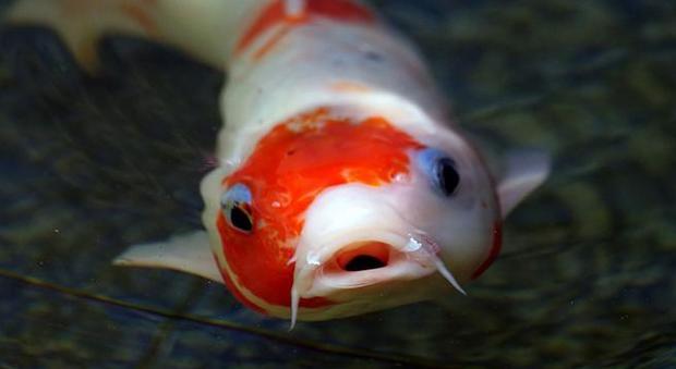 Questo pesce da acquario vale una fortuna: ecco quanto costa un solo esemplare