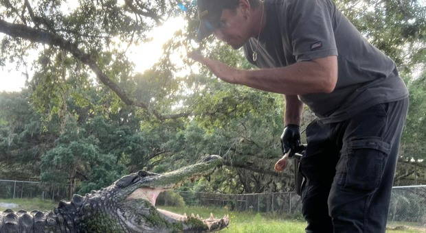 Attaccato da un alligatore che gli stacca un braccio: lui riesce a salvarsi. Aveva già rischiato la vita nel 2013