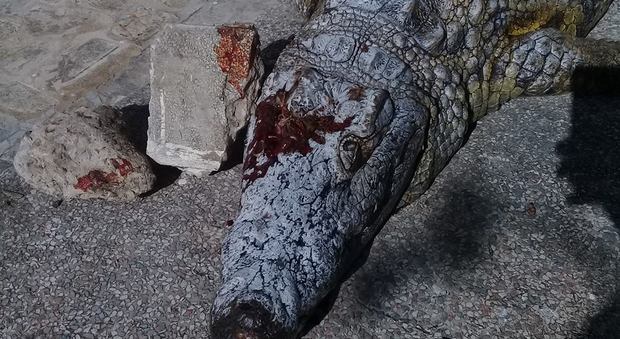 Coccodrillo ucciso a pietrate da alcuni visitatori dello zoo -Foto choc