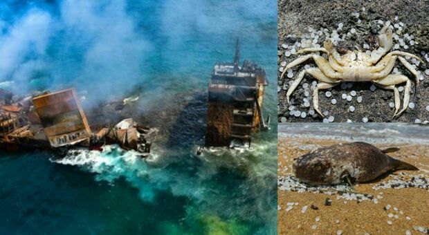 Sri Lanka, nave dei veleni affonda: strage di pesci e tartarughe. «Disastro ambientale»