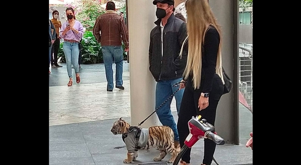 A spasso con la tigre al centro commerciale. La foto che indigna il web. (immagine pubbl da Mexico News Daily su Twitter) A spasso con la tigre al centro commerciale. La foto che indigna il web. (immagine pubbl da Mexico News Daily su Twitter)