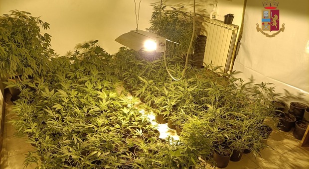 Le piante di marijuana trovate dalla polizia a Marsciano