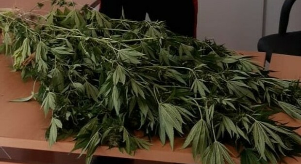Giovane coltiva piante di marijuana in serra, arrestato dai carabinieri