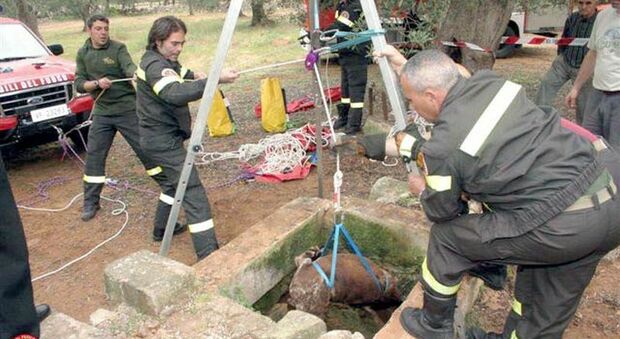 Francavilla: cagnolino precipita in un pozzo, i vigili del fuoco lo salvano