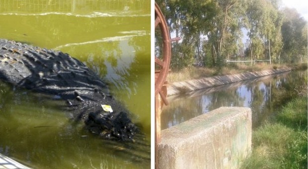 «C'è un coccodrillo nel canale»: gli strani avvistamenti a Maccarese