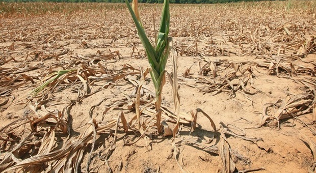 Allarme siccità, le Marche all'asciutto: danni all'agricoltura fino al 40%