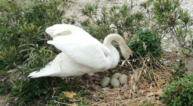 Le uova di mamma cigno prese a sassate. Morti tutti i pulcini (immag pubbl da L'Arena e Il Dolomiti) Le uova di mamma cigno prese a sassate. Morti tutti i pulcini (immag pubbl da L'Arena e Il Dolomiti)