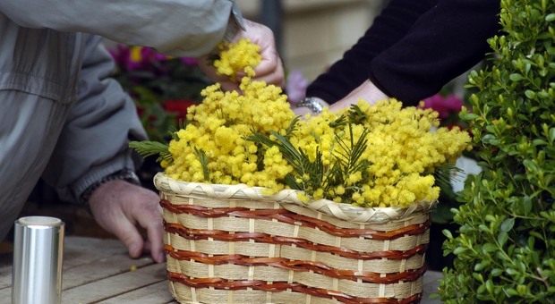 Puglia, mimose fiorite in anticipo a causa del clima pazzo. L'allarme di Coldiretti: danni anche a verdure e piante
