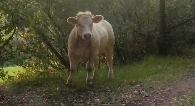 È caccia alla mucca Luisa, verrà abbattuta: è fuggita da una fattoria ormai due mesi fa
