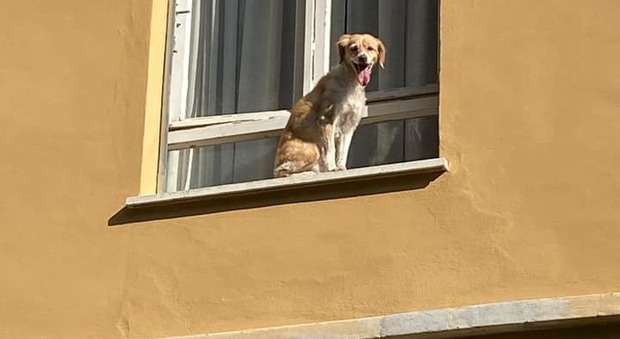 Il cagnolino abbandonato sul davanzale a Perugia