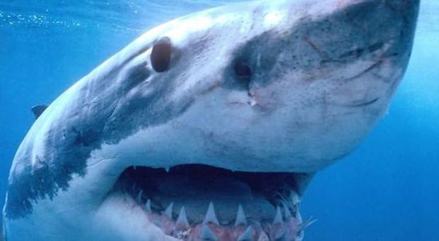 Usa, ragazzo di 14 anni mette in fuga uno squalo con un pugno