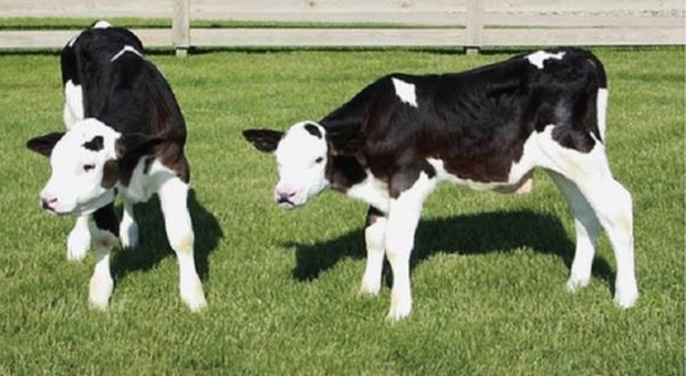 Svizzera, bocciato referendum sulla tutela delle corna delle mucche