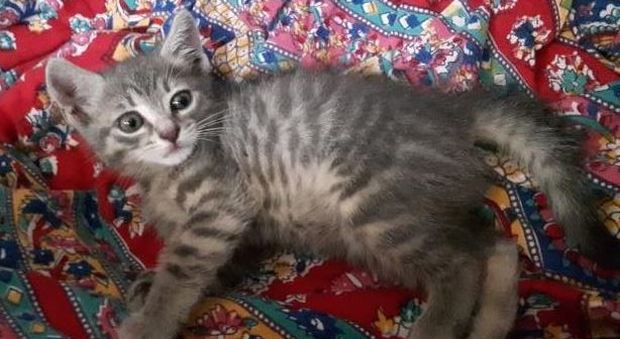 La gattina contesa La gattina contesa