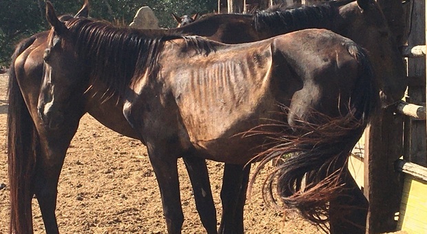 Roma, venti cavalli in fin di vita: «Perché nessuno li salva?»