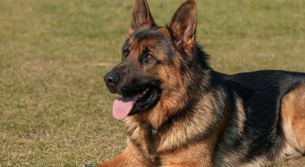 Banditi senza scrupoli: uccidono il cane prima della razzia in casa Banditi senza scrupoli: uccidono il cane prima della razzia in casa