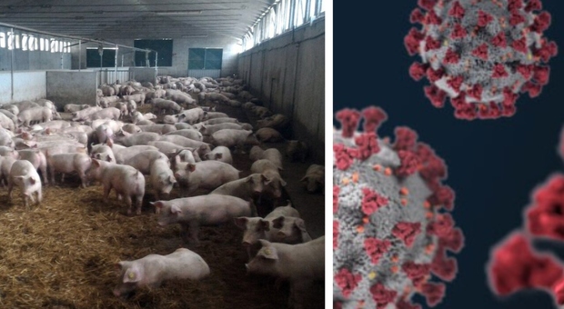 «Covid nato da una malattia mortale nei maiali»: il nuovo studio mette in discussione l'origine del virus