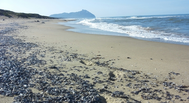 Sabaudia: la spiaggia si tinge di blu per un'invasione di velelle