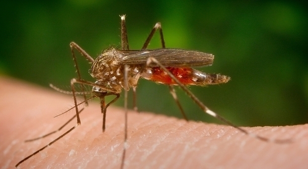 La zanzara giapponese è in Italia: può trasmettere malattie come la Dengue e resiste al freddo invernale