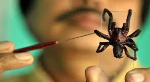 Antidolorifici e farmaci contro il cancro con il veleno di ragni, scorpioni e api