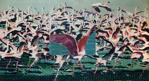 Flamingos, 1966-67 di Claudio Cintoli