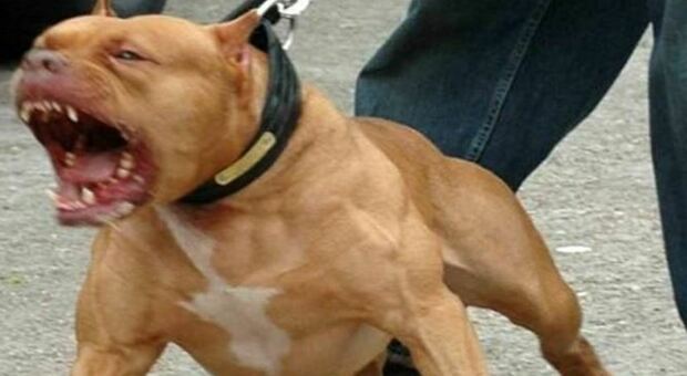 Pitbull sfugge al controllo e azzanna un cane, ore di panico nel quartiere