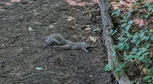 New York, il curioso caso degli scoiattoli "spaparanzati": il motivo è scientifico, ecco quale
