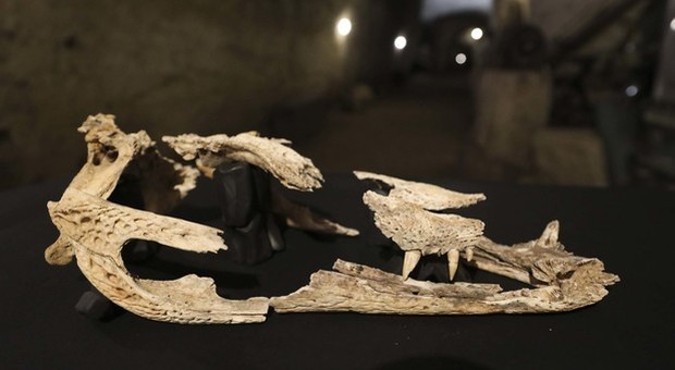 Spunta un coccodrillo antico nel sottosuolo: «Può essere quello della leggenda»