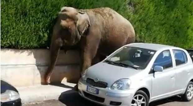 L'elefante a passeggio a Francavilla Fontana