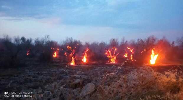 Incendi, l'allarme di Coldiretti: è strage di ulivi