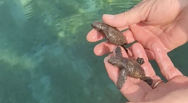 Le tartarughe nascono in spiaggia: primi passi verso il mare. Le foto