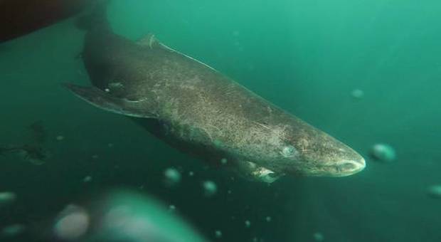 Lo squalo della Groenlandia ha 512 anni: è il vertebrato più vecchio del pianeta Lo squalo della Groenlandia ha 512 anni: è il vertebrato più vecchio del pianeta