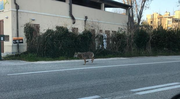 Animali in giro per le città: anche un lupo in strada alla periferia di Pesaro