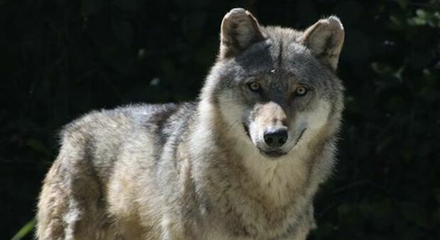 Parco zoo in lacrime. Addio alla grinta di Liga, lupo grigio di dodici anni Parco zoo in lacrime. Addio alla grinta di Liga, lupo grigio di dodici anni