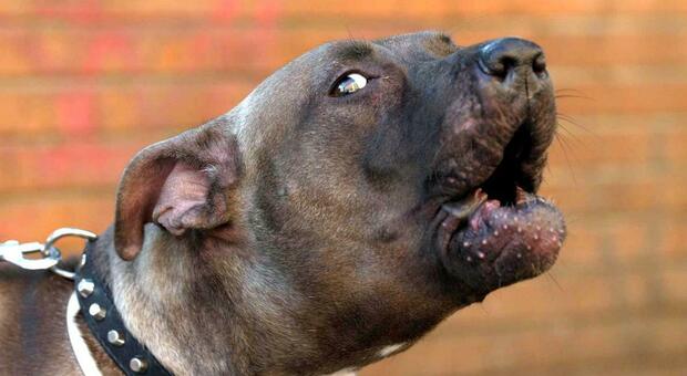 Pitbull sbrana il barboncino di un'anziana al parco: soccorso dalla polizia, poi la corsa dal veterinario ma il cane muore