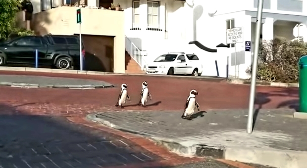 I pimguini a spasso per la città (immagini pubblicate da Business Insider South Africa su You Tube)