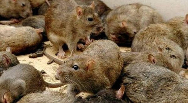 Senza cibo per il lockdown, i ratti diventano cannibali: «Saranno più intelligenti e aggressivi» Senza cibo per il lockdown, i ratti diventano cannibali: «Saranno più intelligenti e aggressivi»