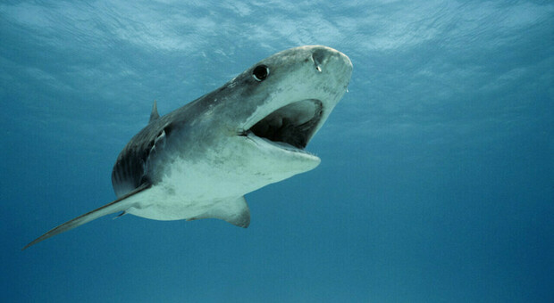 Vacanza alle Bahamas da incubo, bambino di 8 anni attaccato da tre squali: «Sembrava una scena del film 'Lo squalo'»