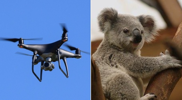 Koala a rischio estinzione, in Australia arrivano droni e cani molecolari per proteggerli