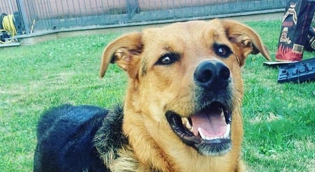 Il cane Margot morto di overdose: ha mangiato un panetto di droga in giardino