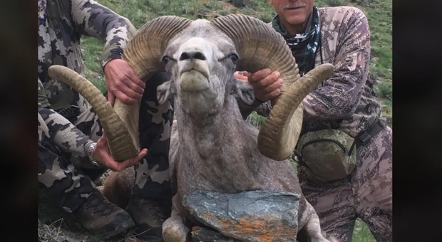 Uccide un montone selvatico a rischio estinzione in Mongolia: il dentista-cacciatore nel mirino degli animalisti