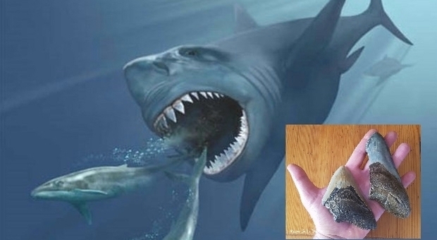 Scoperte le reali dimensioni del Megalodonte. Era lungo oltre 16 metri. (immagine grande Ansa, dettaglio denti fossili Remo Sabatini) Scoperte le reali dimensioni del Megalodonte. Era lungo oltre 16 metri. (immagine grande Ansa, dettaglio denti fossili Remo Sabatini)