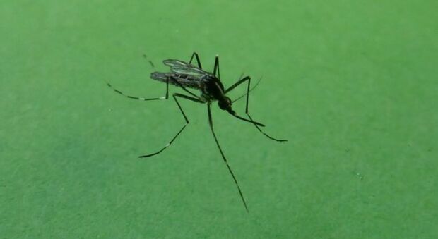 Febbre Dengue, Singapore lancia l'allarme: un brutto segnale per tutto il mondo