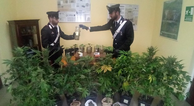 Urbino, dal produttore allo spacciatore: coppia di insospettabili coltiva la marijuana in cantina Urbino, dal produttore allo spacciatore: coppia di insospettabili coltiva la marijuana in cantina