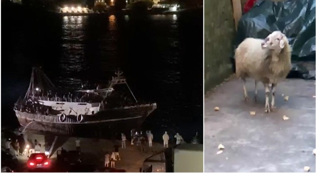 Pecora sbarca con 13 migranti tunisini a Lampedusa: sarà messa in quarantena