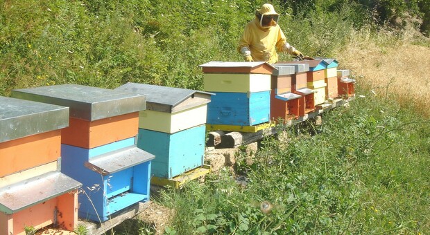 La guerra del miele. Milioni di api dal Pesarese a Fabriano, scatta la protesta: «Il polline non basta per tutti»