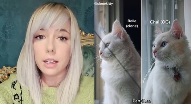 Il gatto dell'influencer muore, lei paga 25mila dollari per clonarlo e scoppia la polemica