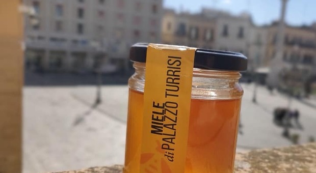 Miele del centro storico, api al lavoro nelle arnie di Palazzo Turrisi